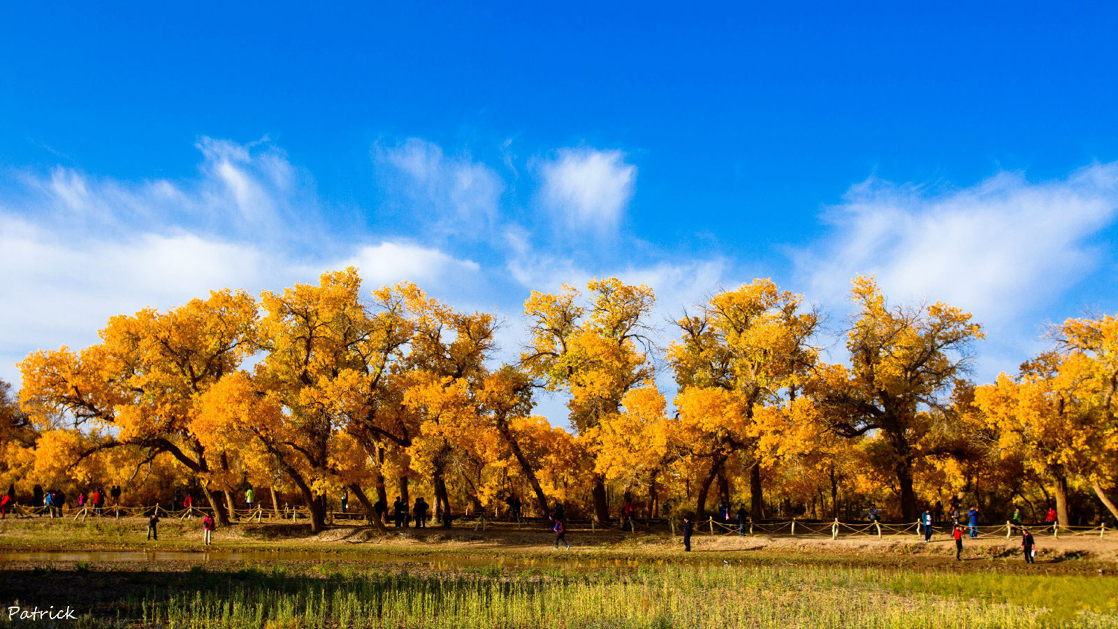 汇生活 _ 最美胡杨林-额济纳旗