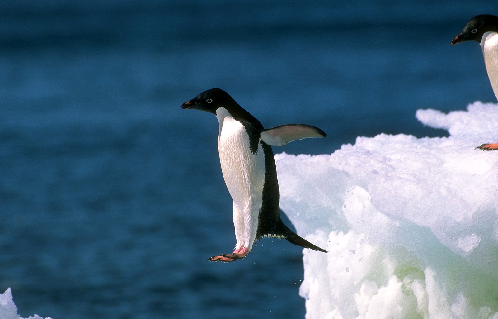 南极企鹅图片大全-南极企鹅高清图片下载-觅知网