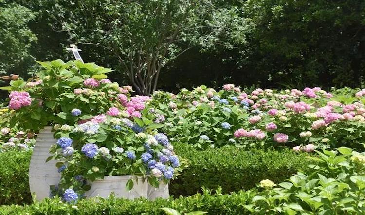 上海首个八仙花主题花园即将进入最佳观赏期 (1).jpg