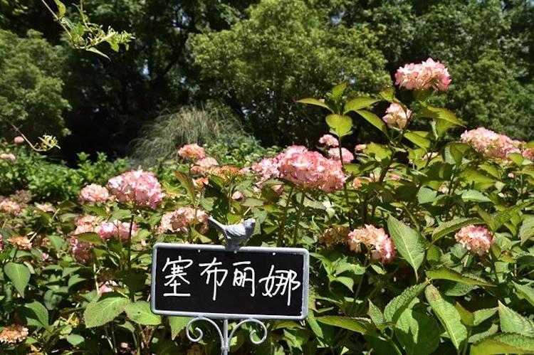 上海首个八仙花主题花园即将进入最佳观赏期 (5).jpg