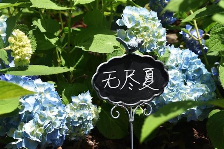 上海首个八仙花主题花园即将进入最佳观赏期 (4).jpg