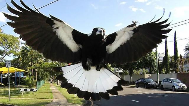 澳大利亚喜鹊爱“袭击”路人,致骑车老人身亡