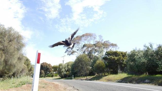澳大利亚喜鹊爱“袭击”路人，致骑车老人身亡
