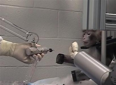猴子用大脑操控机械手臂进食.jpg