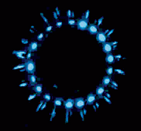 礁环冠水母的发光防盗警报表现为.png
