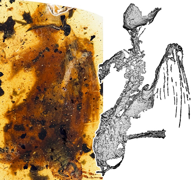 煎饼鸟标本与微CT图像对比（供图：邢立达）.jpg
