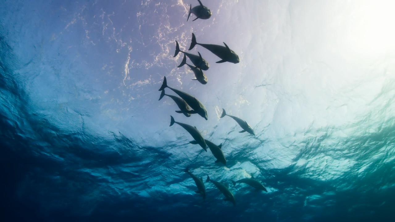 9分的纪录片《蓝色星球2》,每一帧都是壁纸,展示深海的神秘