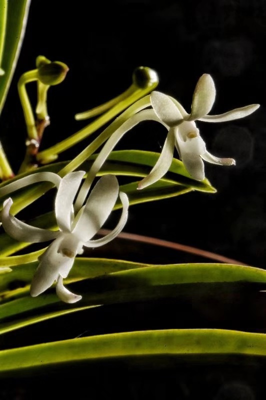 webwxgetmsgimg (2).jpg webwxgetmsgimg (2).jpg