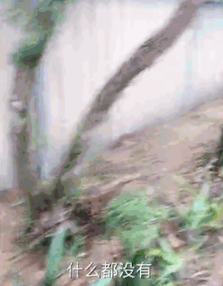 点击查看大图 点击查看大图