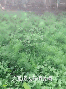 点击查看大图 点击查看大图