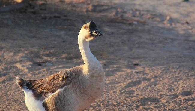 bpic5157.jpg bpic5157.jpg