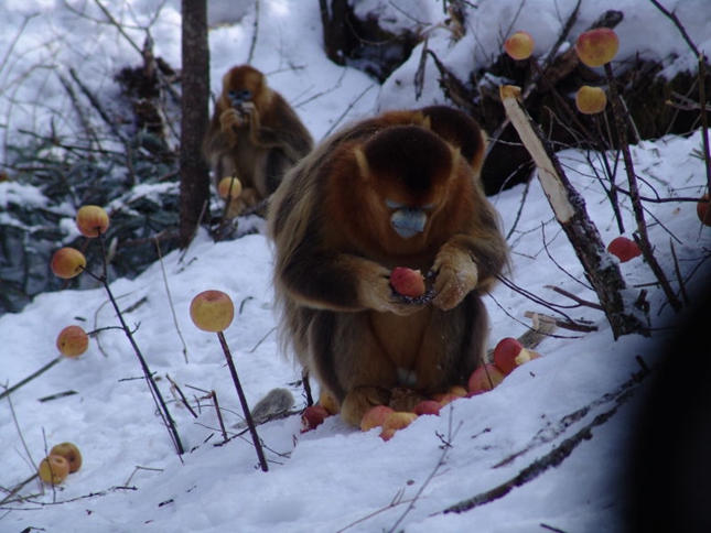 神农架02.jpg 神农架02.jpg