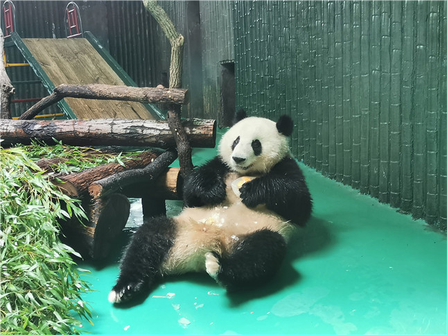 大熊猫微信图片_20190722100921.jpg 大熊猫微信图片_20190722100921.jpg