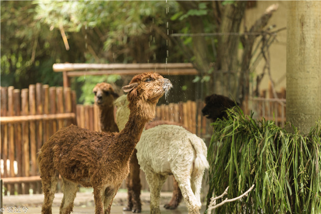 羊驼喷淋2Q7A3466.jpg 羊驼喷淋2Q7A3466.jpg