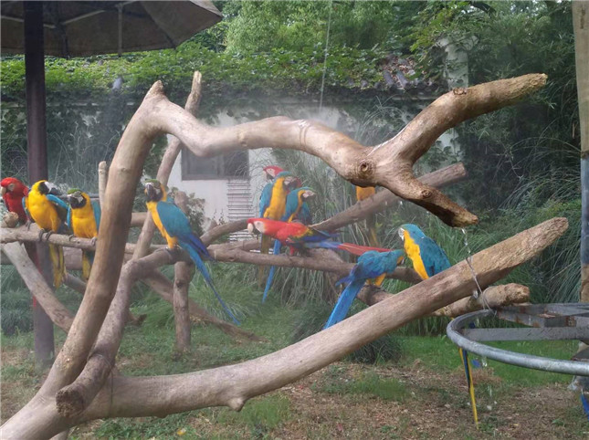 金刚鹦鹉微信图片_20190722101534.jpg 金刚鹦鹉微信图片_20190722101534.jpg