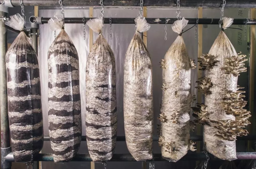 640_wx_fmt=png&tp=webp&wxfrom=5&wx_lazy=1&wx_co=1.webp.jpg 640_wx_fmt=png&tp=webp&wxfrom=5&wx_lazy=1&wx_co=1.webp.jpg