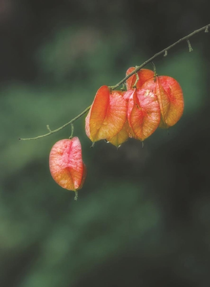 61006_p4.jpg 61006_p4.jpg