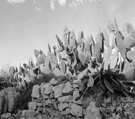 cactus(3103693)-20191024171434.png cactus(3103693)-20191024171434.png