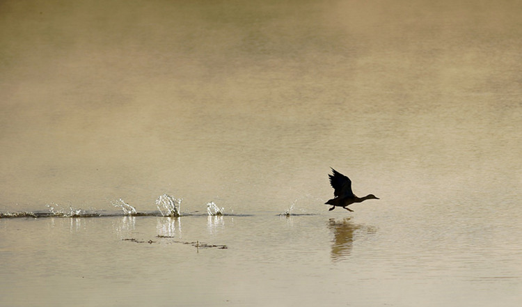 morning-4537166_1280.jpg morning-4537166_1280.jpg