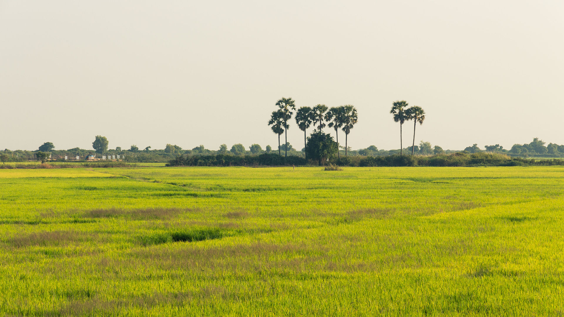1920px-Cambodia's_rice_fields.jpg 1920px-Cambodia's_rice_fields.jpg
