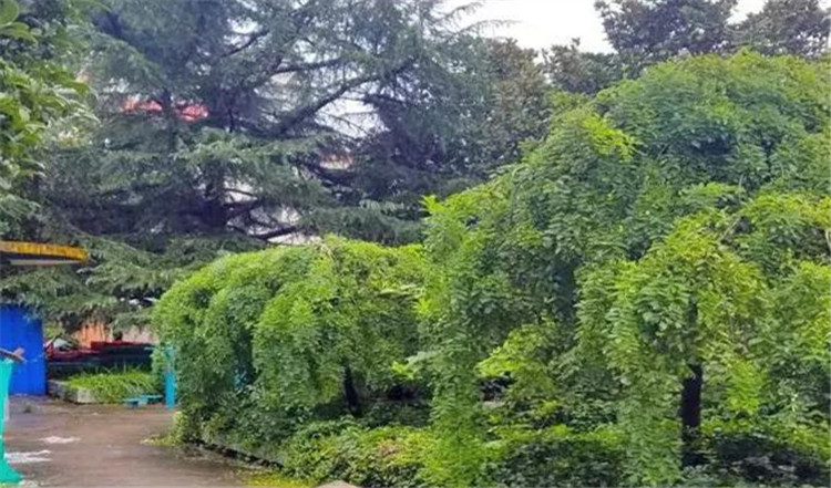 绿化改造前.jpg 绿化改造前.jpg