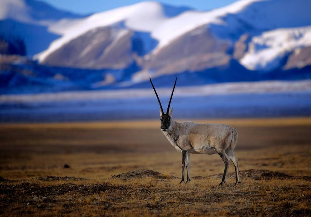 timg-4.jpeg timg-4.jpeg