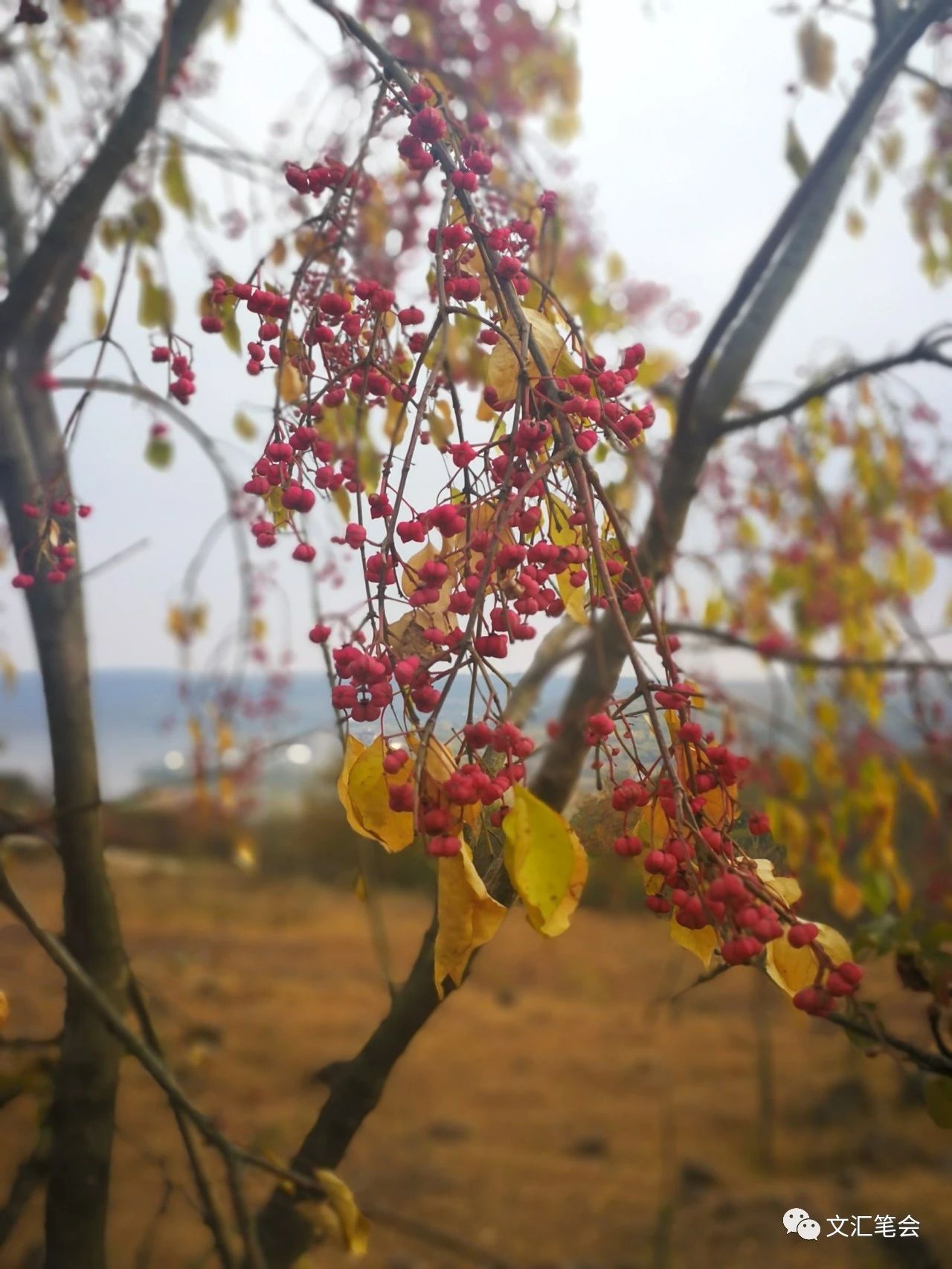 韩锤1.jpg 韩锤1.jpg