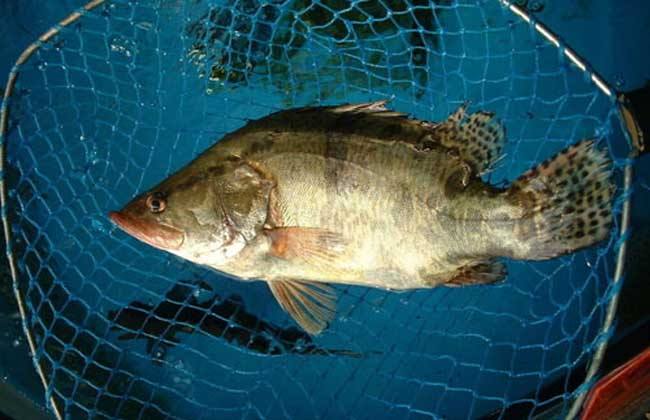 淡水鱼.jpg 淡水鱼.jpg