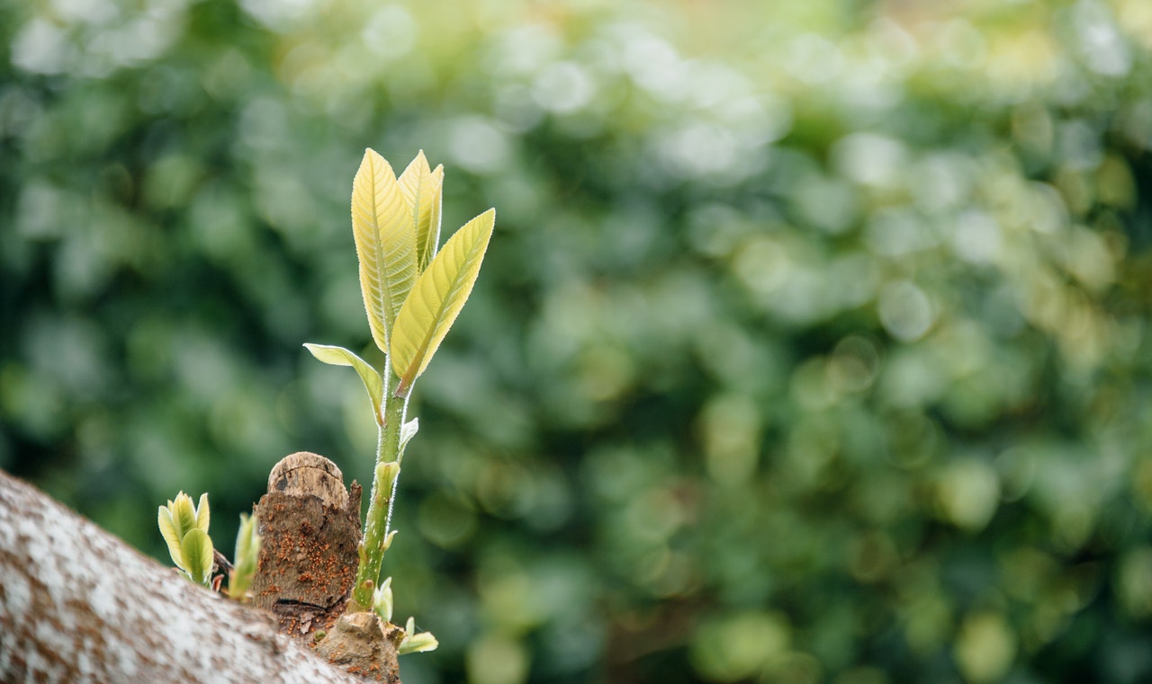 selective-focus-photo-of-tree-with-green-leaves-1327739.jpg selective-focus-photo-of-tree-with-green-leaves-1327739.jpg
