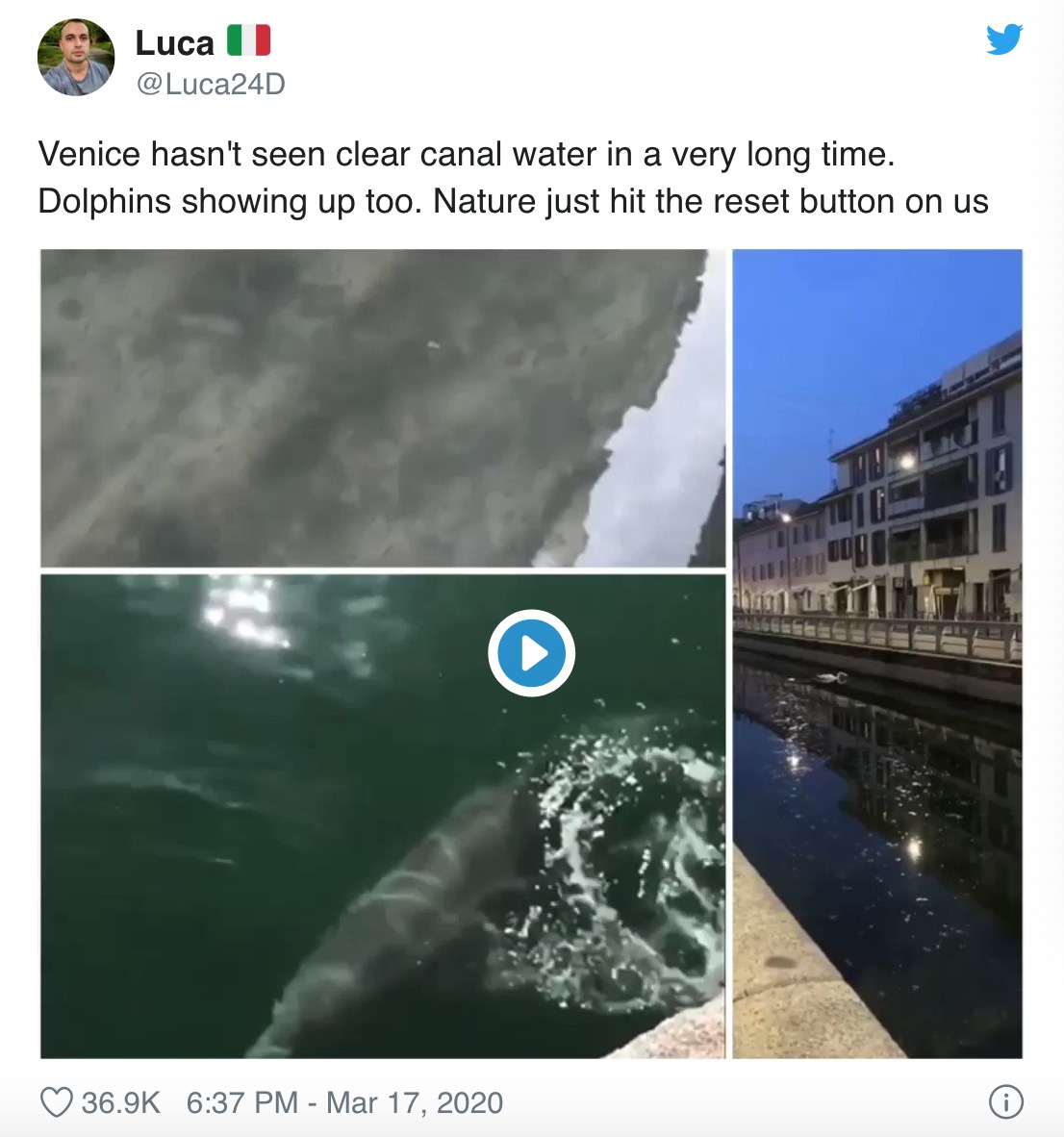 威尼斯海豚.jpeg
