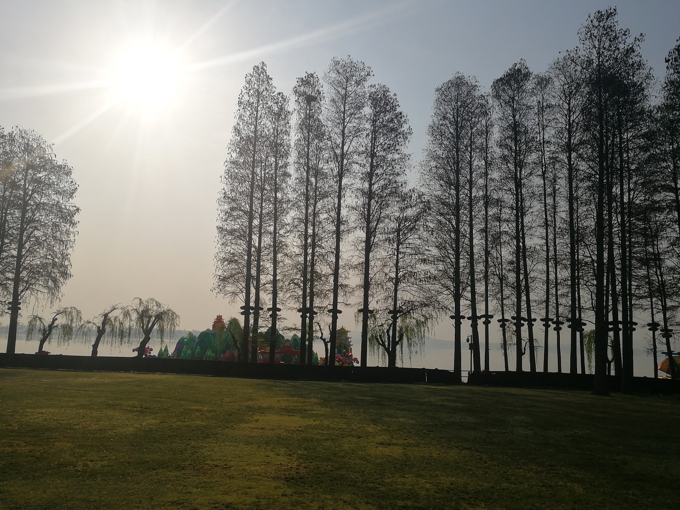 舒飞廉—水杉林.jpg 舒飞廉—水杉林.jpg