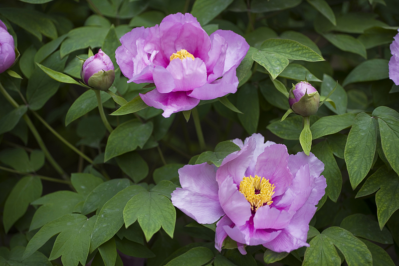 VCG21gic2717375.jpg VCG21gic2717375.jpg