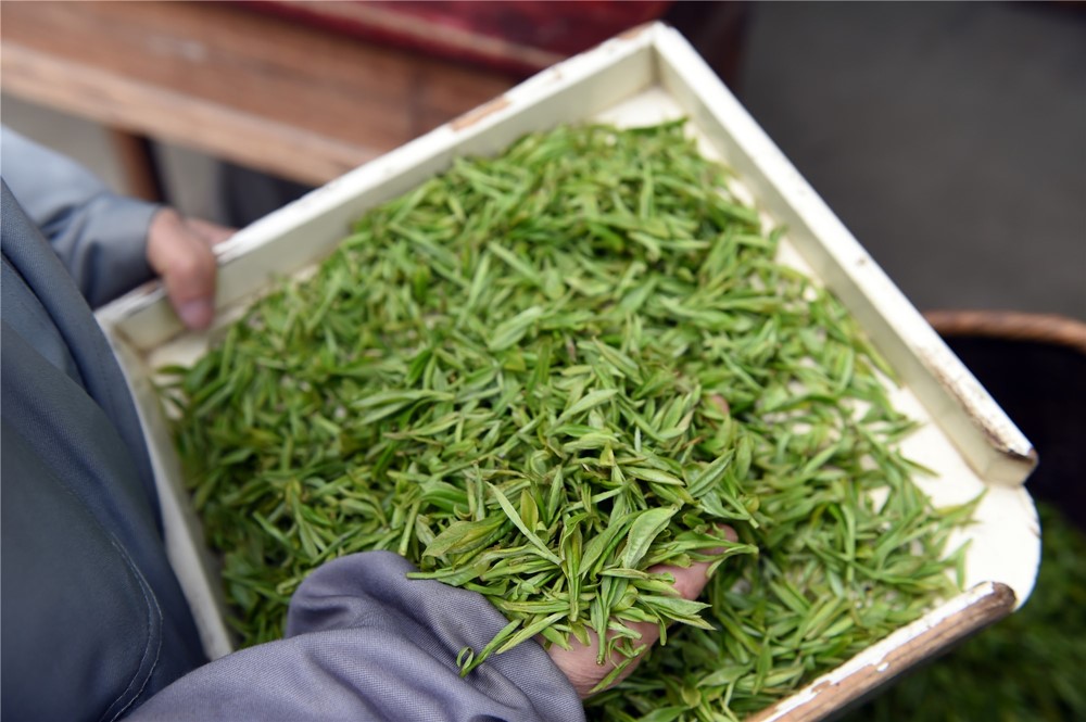 黄山毛峰_副本_副本.jpg 黄山毛峰_副本_副本.jpg