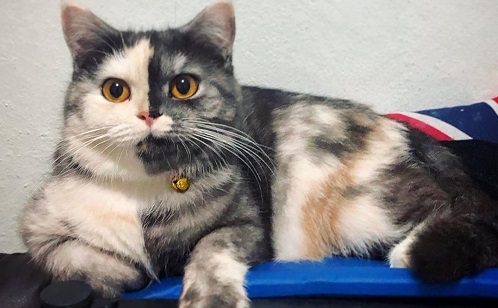 泰国 双面猫 走红 正面半灰半白小肉脸超神奇