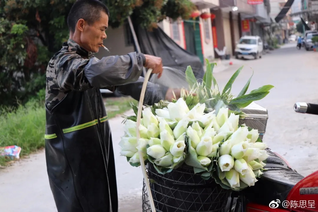 荷花1.jpg 荷花1.jpg