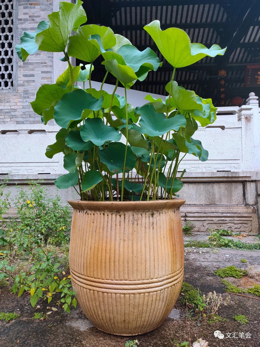 荷花2.jpg 荷花2.jpg