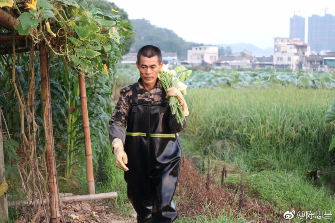 荷花3.jpg 荷花3.jpg