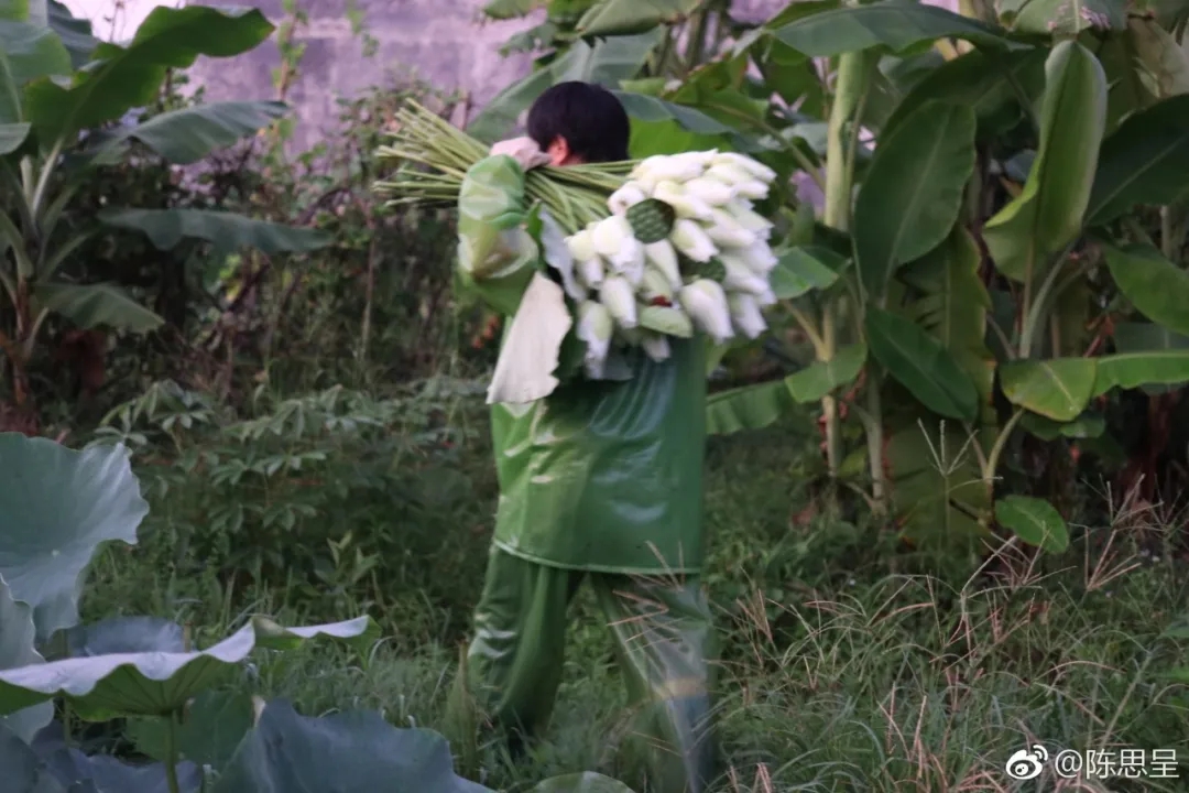 荷花6.jpg 荷花6.jpg