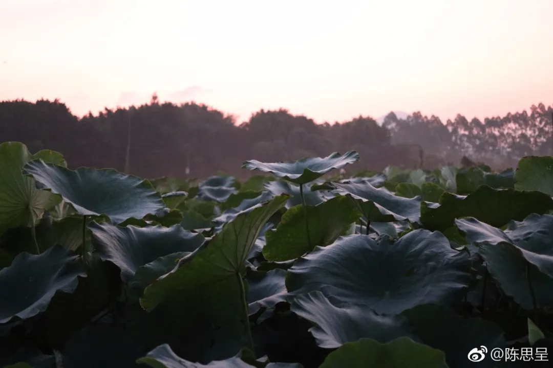 荷花8.jpg 荷花8.jpg