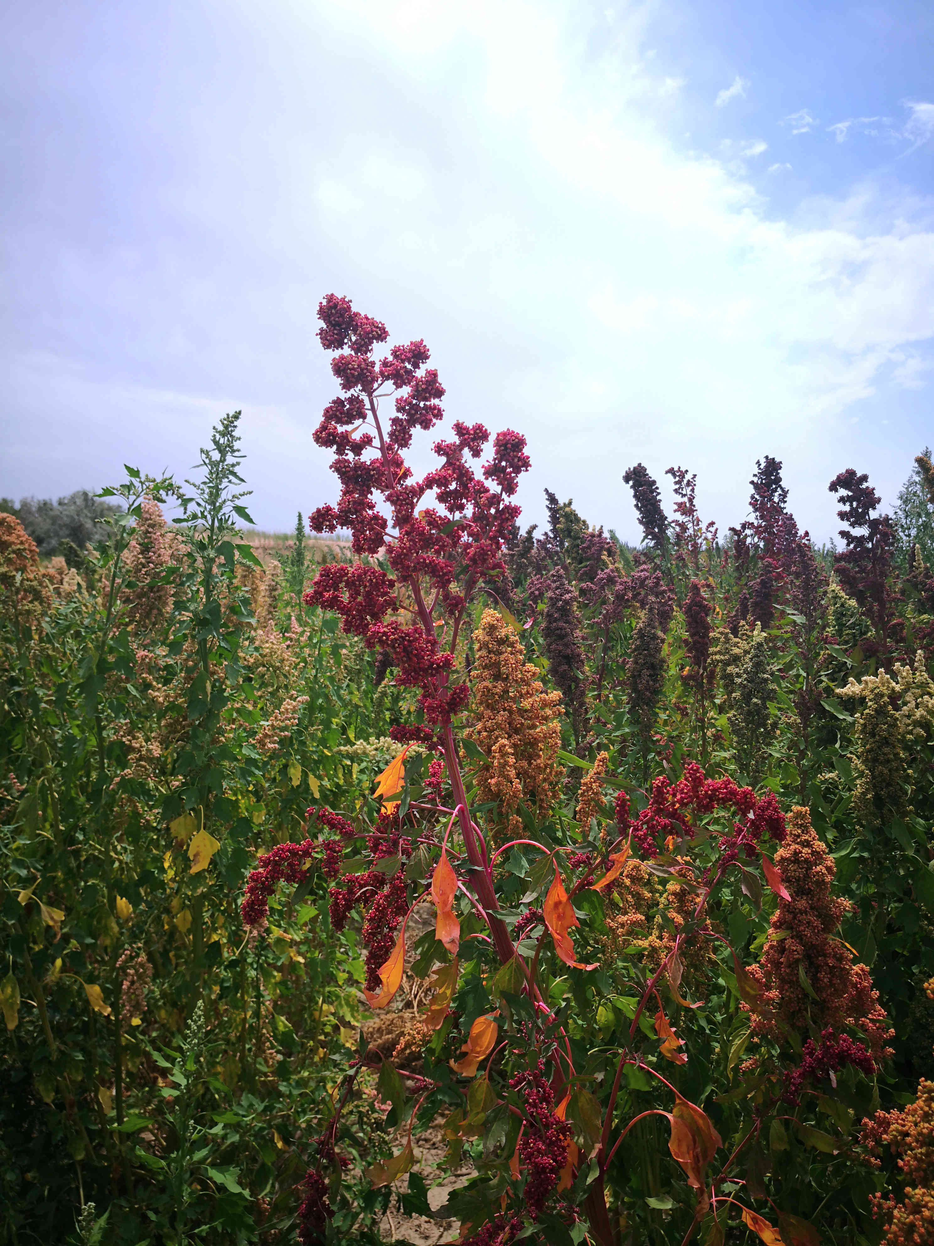 288139515.jpg 288139515.jpg