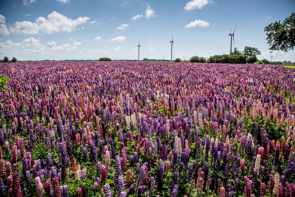 鲁冰花.jpg 鲁冰花.jpg