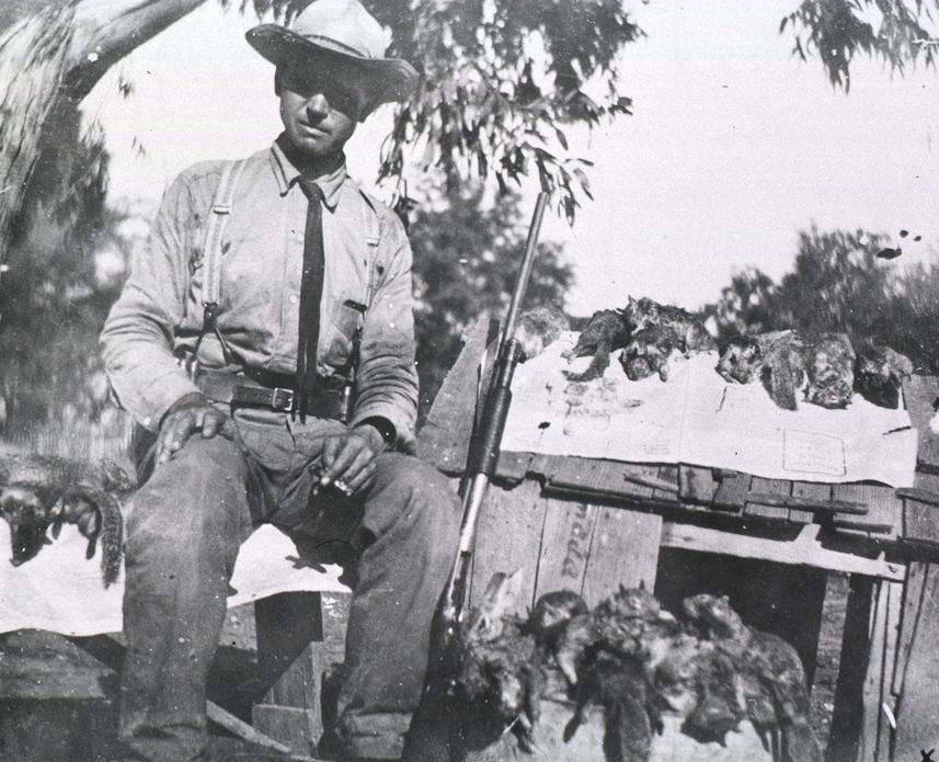 美国鼠疫.jpg 美国鼠疫.jpg