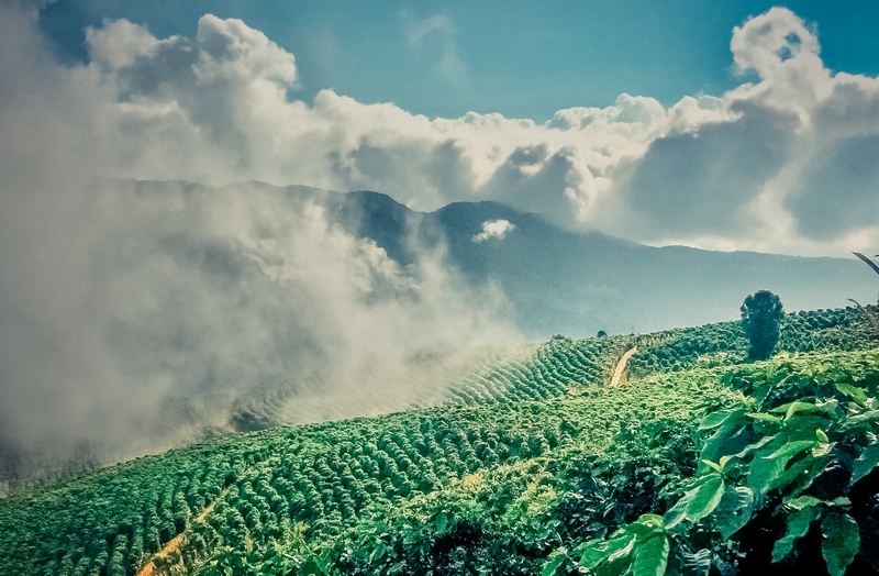 云南咖啡梯田.jpg 云南咖啡梯田.jpg
