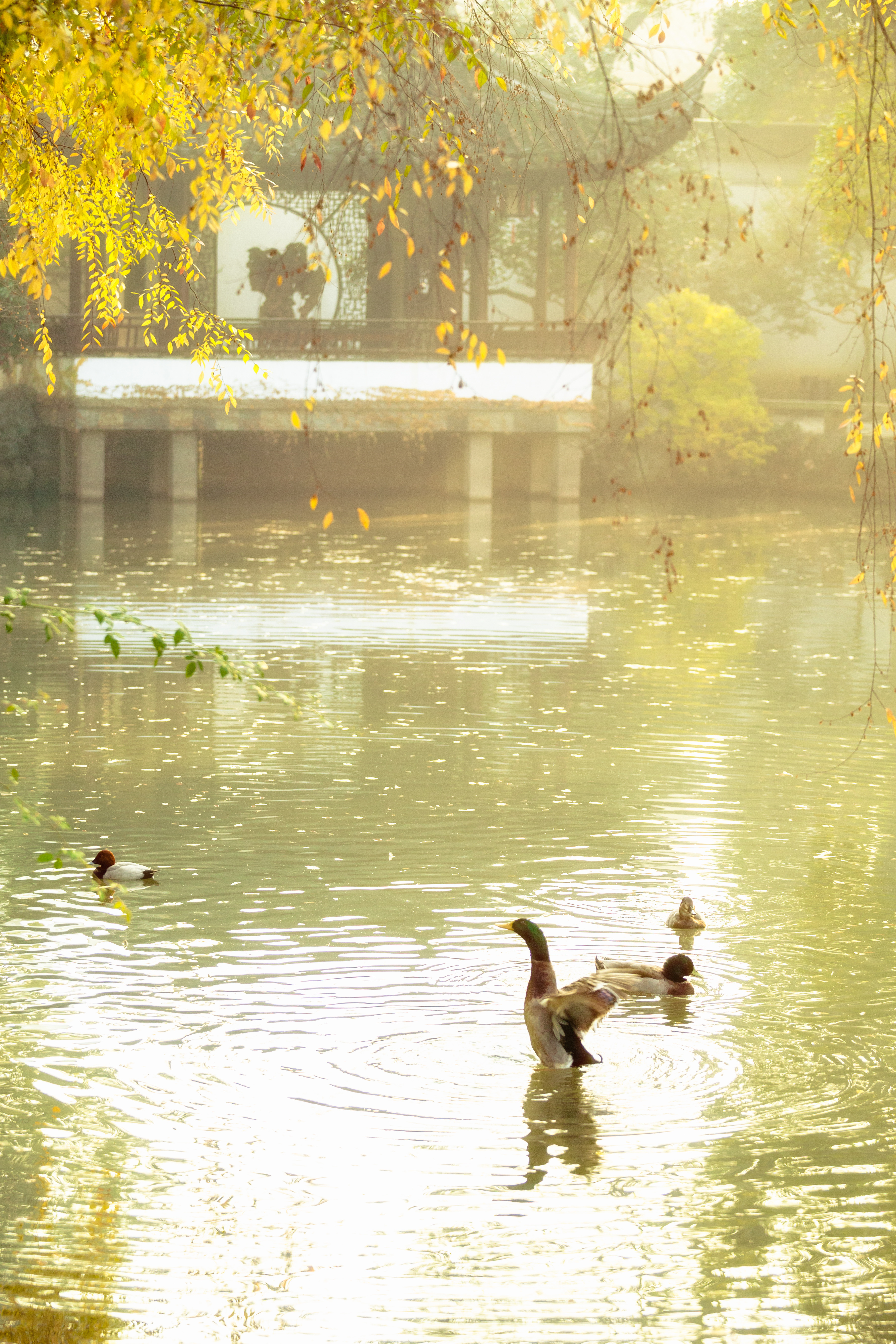 江南的秋,别有一种温润之美.jpg 江南的秋,别有一种温润之美.jpg