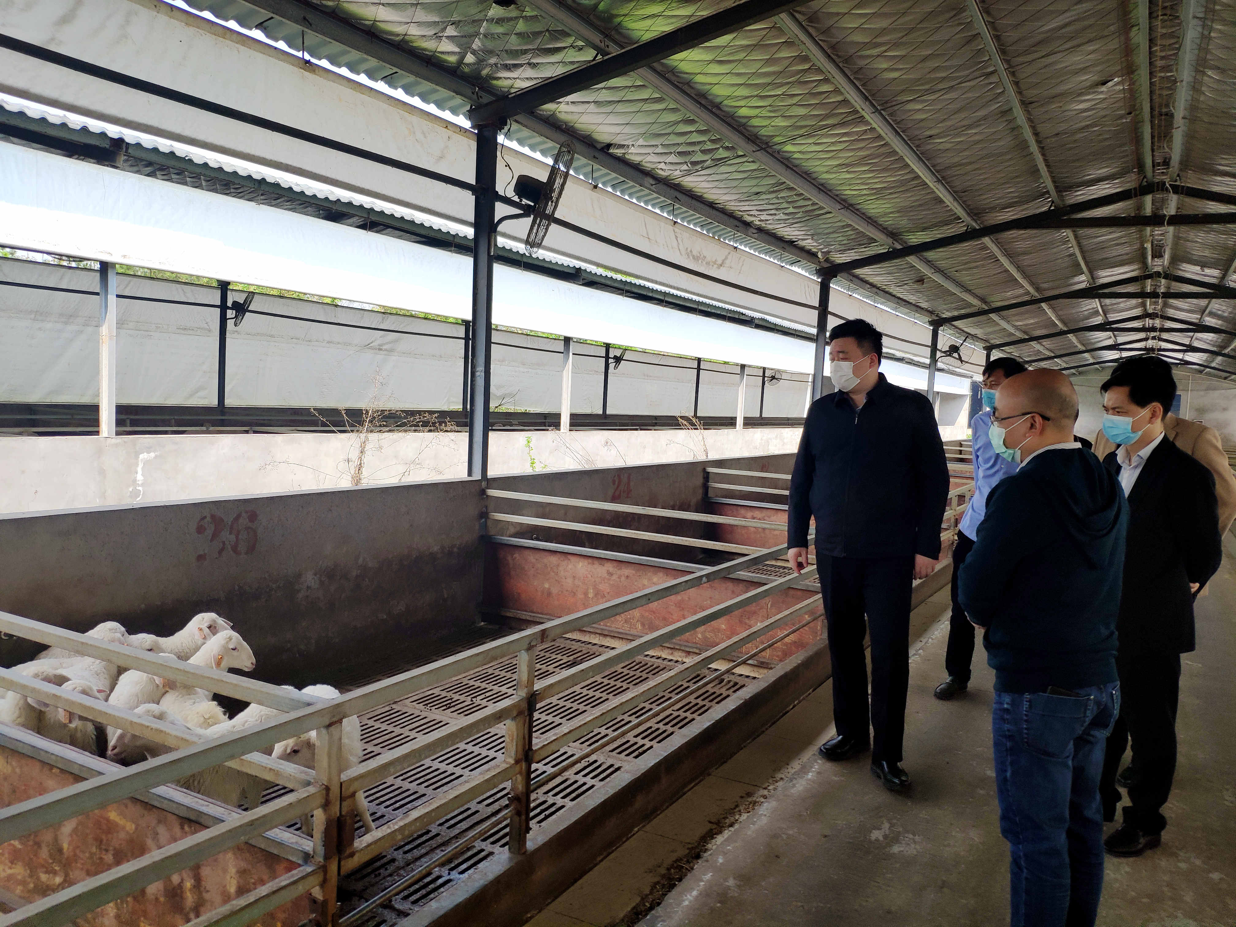 夷陵白山羊产业.jpg 夷陵白山羊产业.jpg