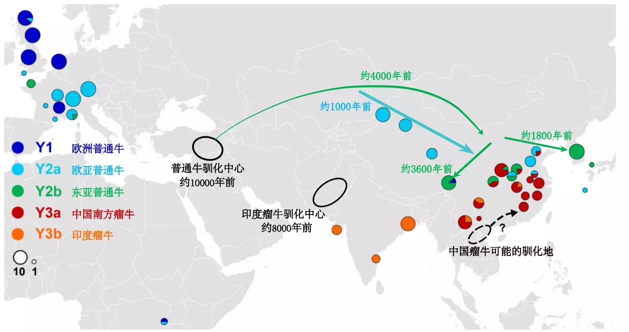 牛的驯化与传播.jpg 牛的驯化与传播.jpg