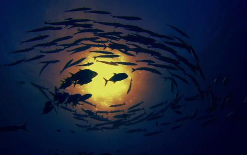 u=2458318040,2095728858&fm=26&gp=0.jpg u=2458318040,2095728858&fm=26&gp=0.jpg