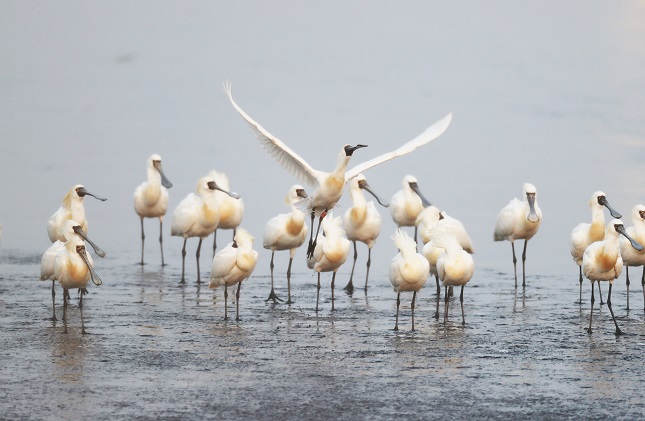 条子泥生态 单中华 (1).jpg 条子泥生态 单中华 (1).jpg