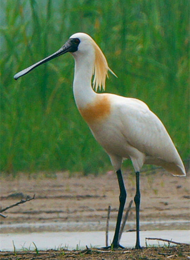 nei e190f8476a547a_副本.jpg nei e190f8476a547a_副本.jpg