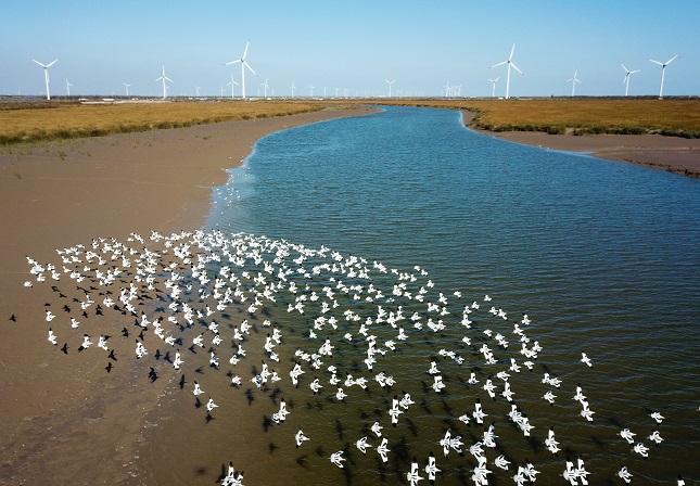 沿海鸟群.jpg 沿海鸟群.jpg